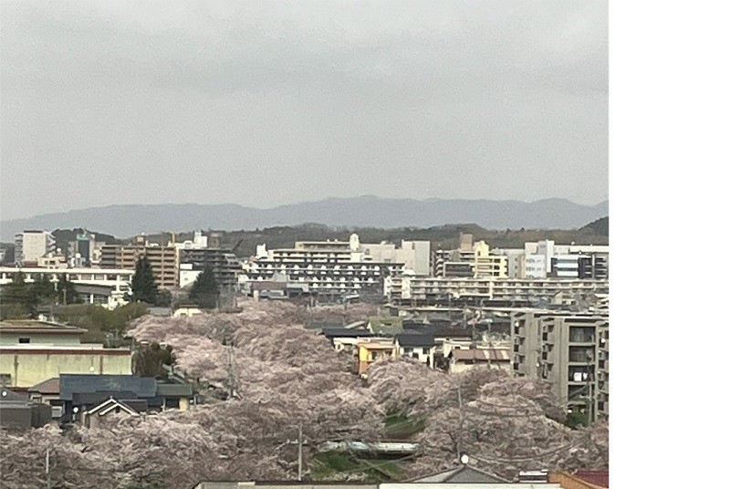 3月25日の済生会奈良病院7階から見る佐保川の桜並木の様子です