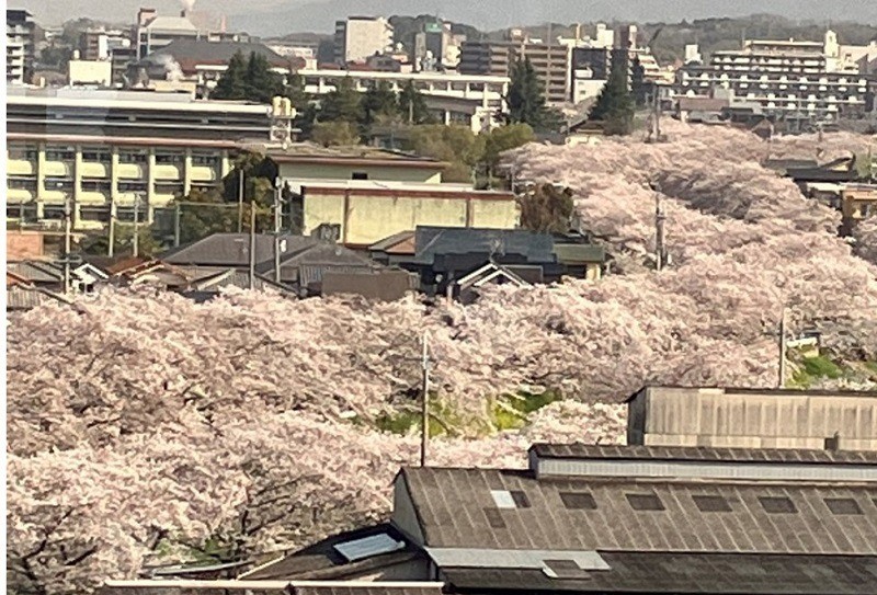 3月28日7階病棟からの佐保川桜並木満開の様子です
